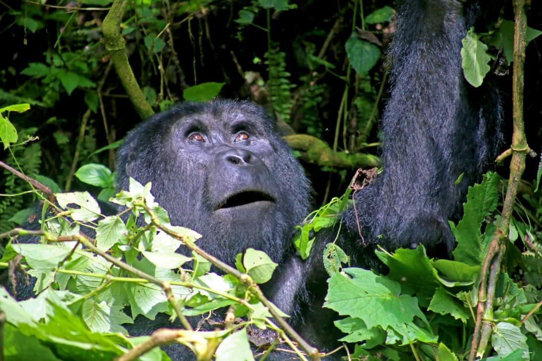 Gorilla Trekking in Rwanda — photo 1