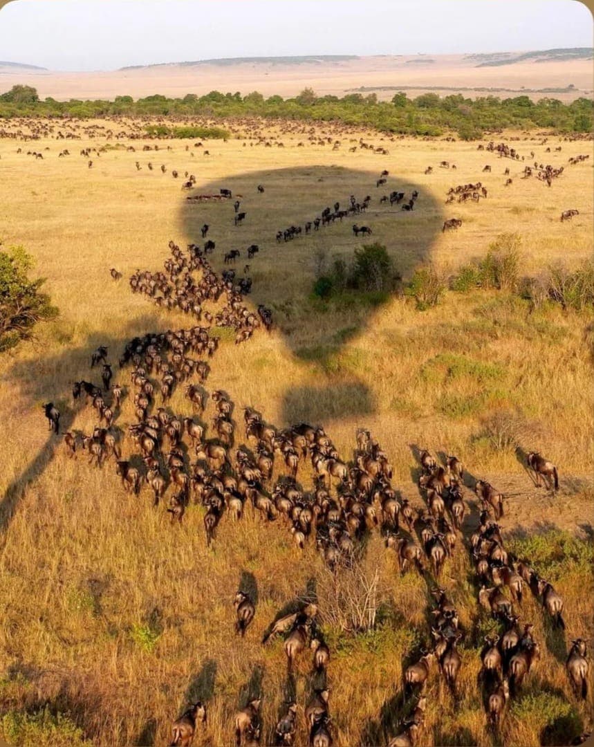 The Mara in Five Mornings: A 5-Day Maasai Mara Safari, Dawn by Dawn