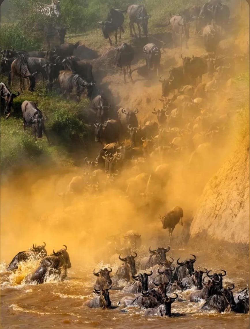 The crossing — dust, horn, and the river that makes the world hold its breath