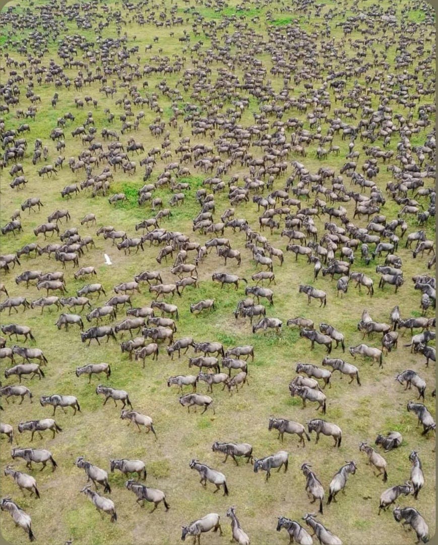 The herds from above — the migration scattered across the Mara grasslands