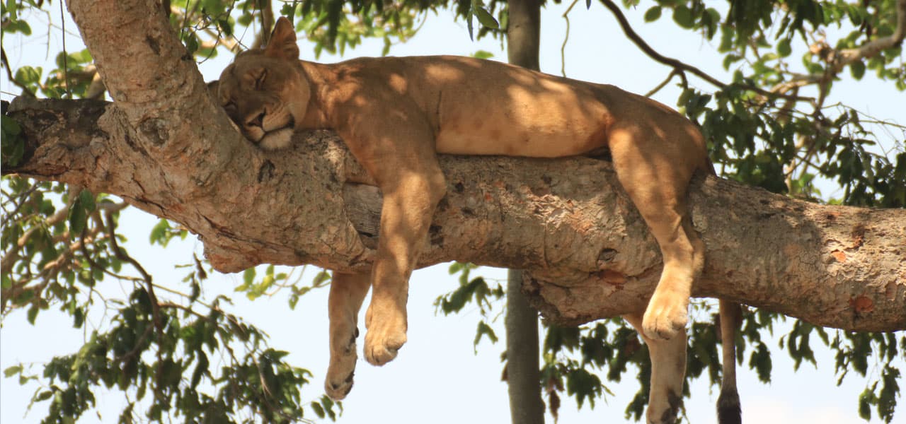 Akagera Big Five Safari — photo 2