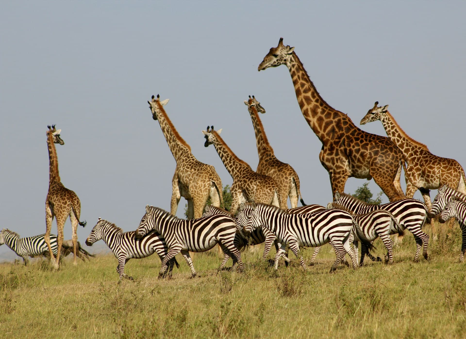 Predators follow the migration