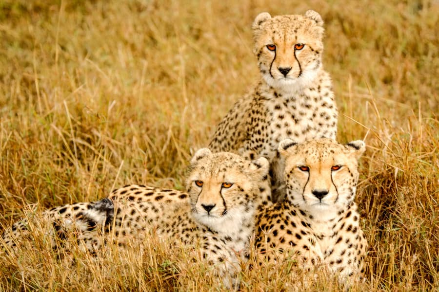 Serengeti & Zanzibar — photo 3