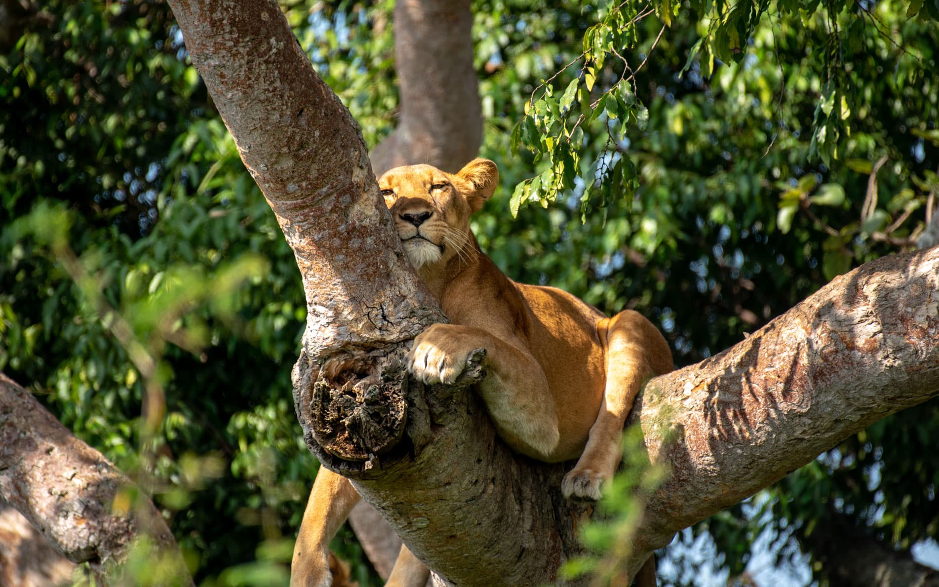Wild Safaris