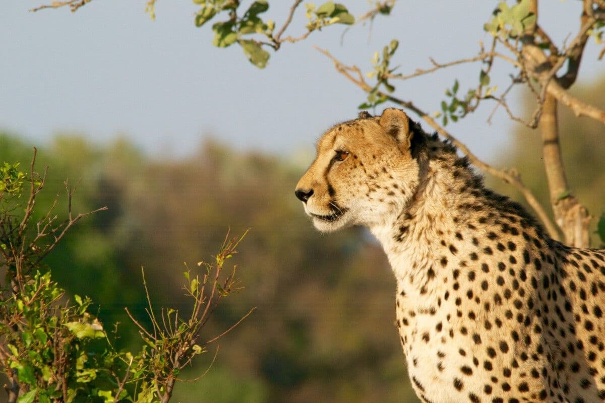 Kenya-Tanzania Migration Safari — photo 4