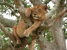Queen Elizabeth Safari
