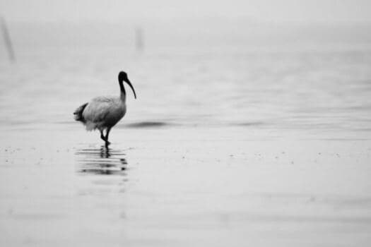 Serengeti & Zanzibar — photo 4