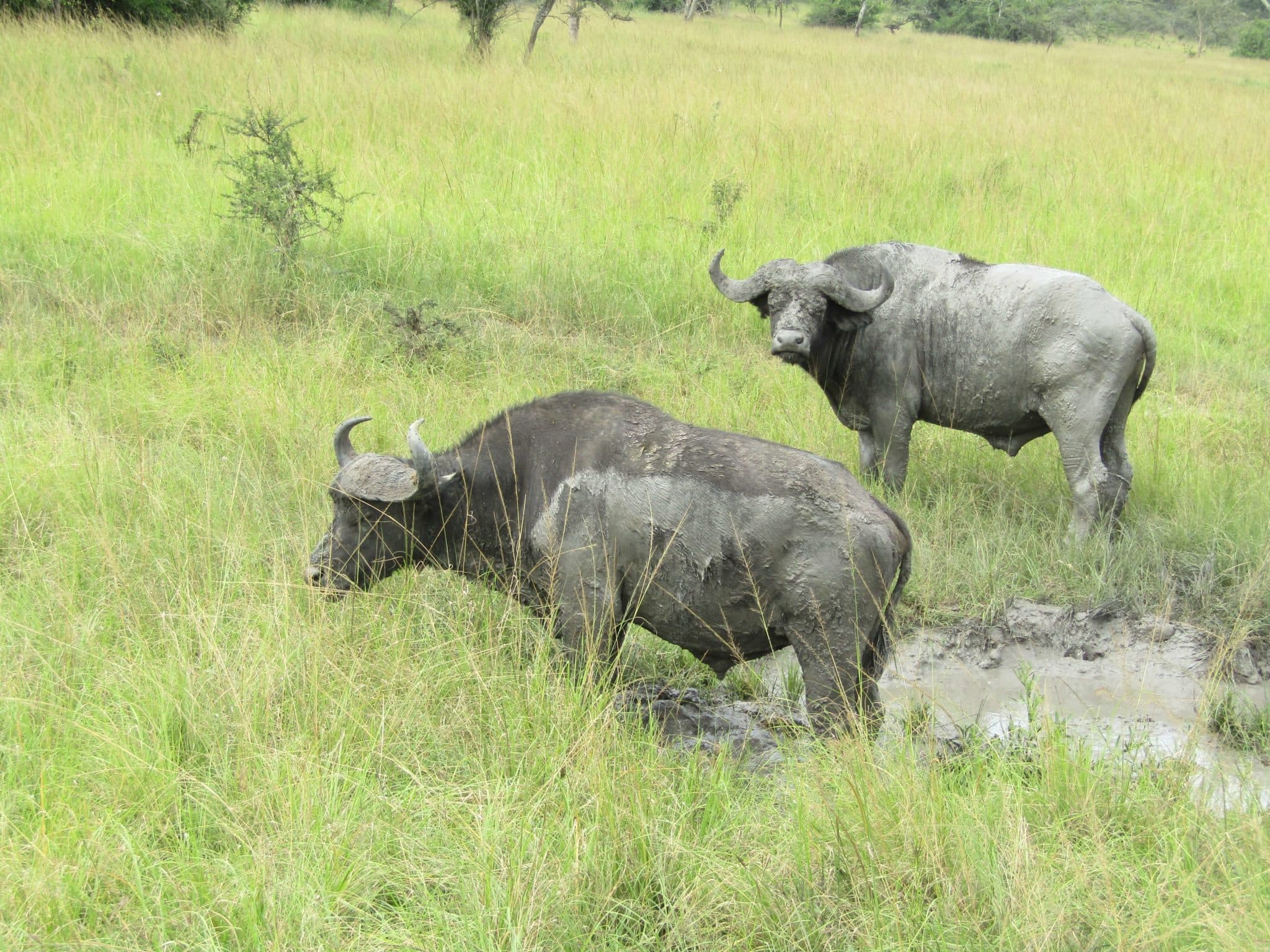 Murchison Falls Adventure — photo 2