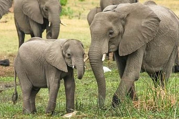 Elephants in the wild