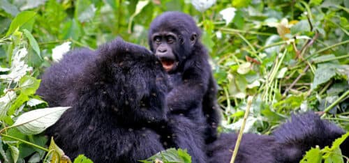 Silverback gorilla in its natural habitat