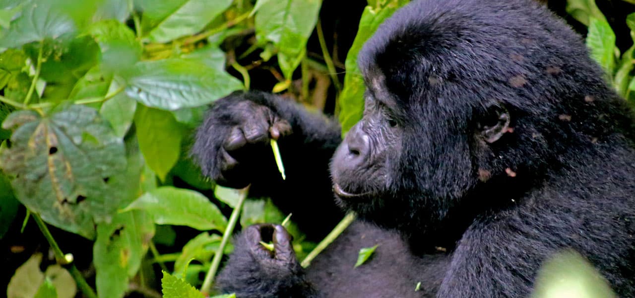 Trekking through the dense Bwindi forest