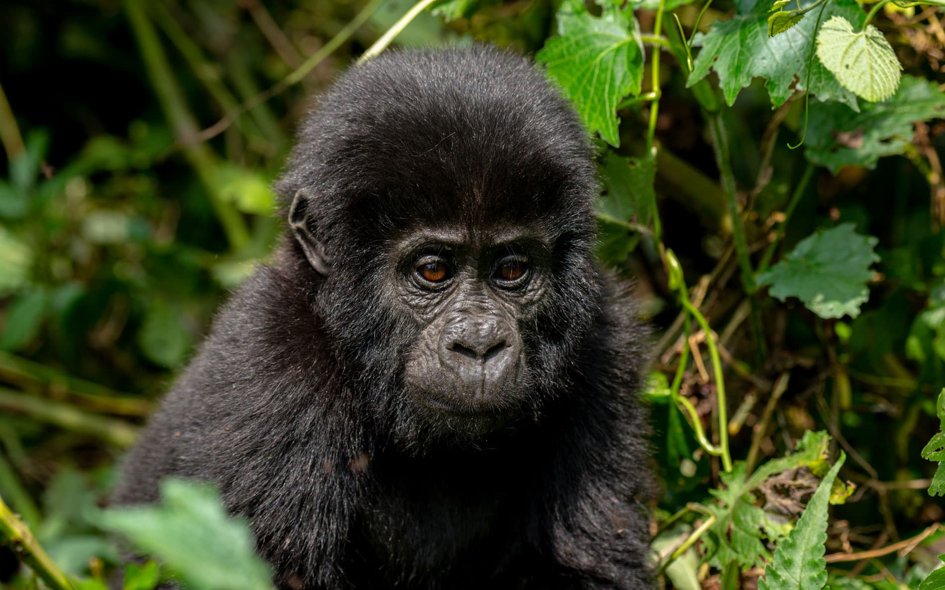 Bwindi Gorilla Encounter