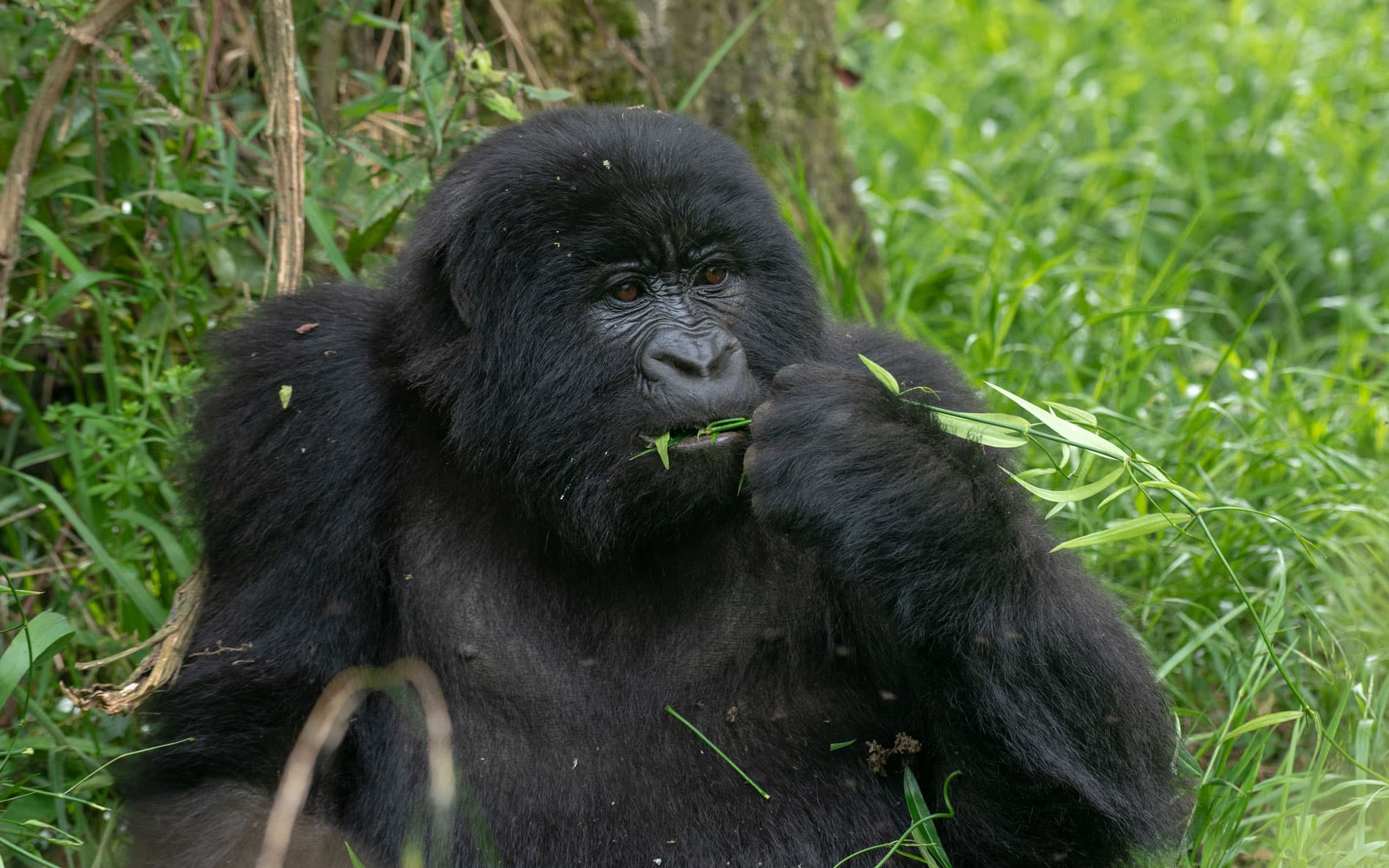 Rwanda