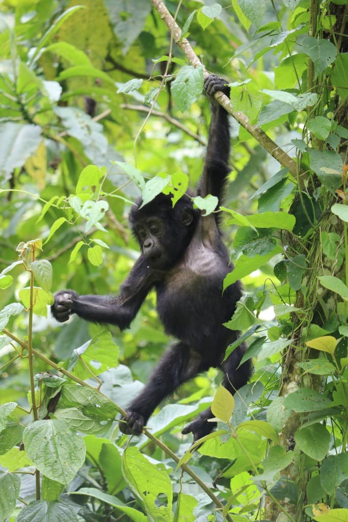 Gorilla Trekking in Rwanda — photo 4