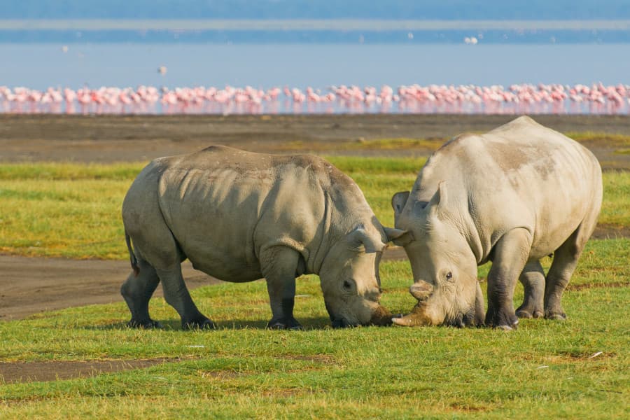 Great Wildebeest Migration: Serengeti to Maasai Mara Safari Guide