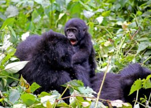 Gorillas in Uganda