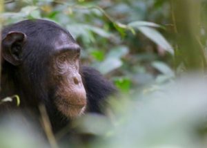 Gorilla tracking holiday safari ideas