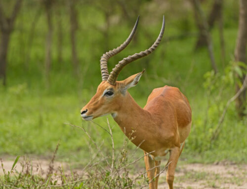 3 Days Lake Mburo National Park Safari