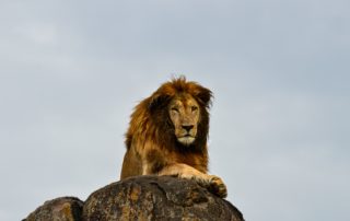 Safari Tours in Uganda