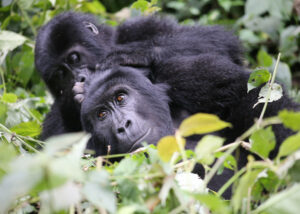 Mountain gorillas at Bwindi National park Uganda