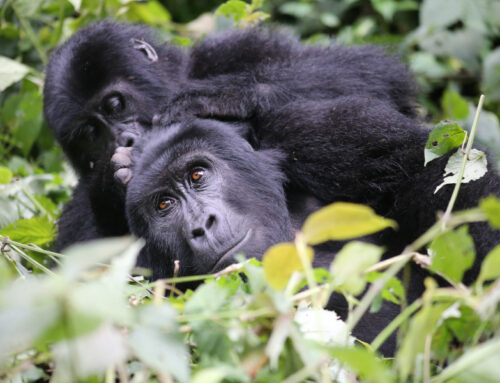 3 Days Gorilla Trekking Bwindi – Mountain Gorillas in Uganda