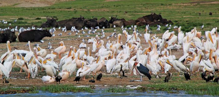 Birding Safari in Uganda, bird watching tours