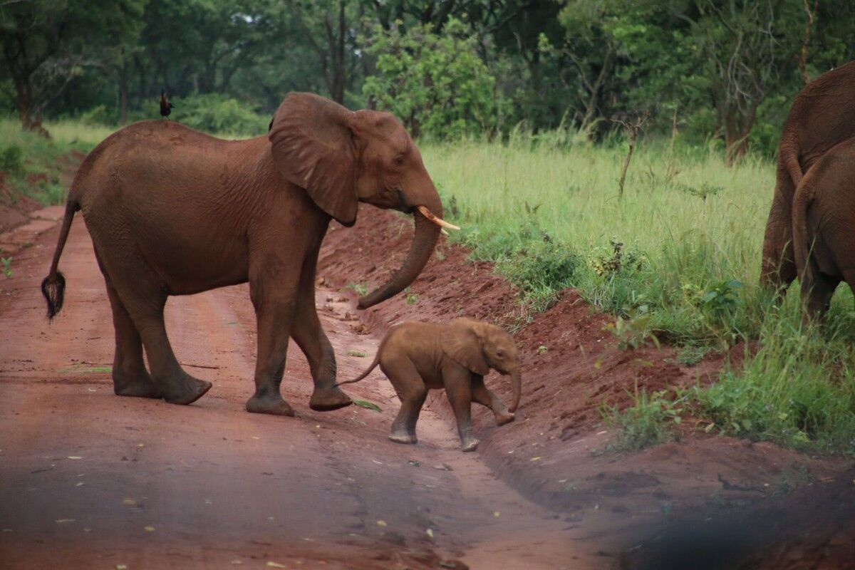 Murchison Falls National Park, wildlife encounters, Uganda adventure tours