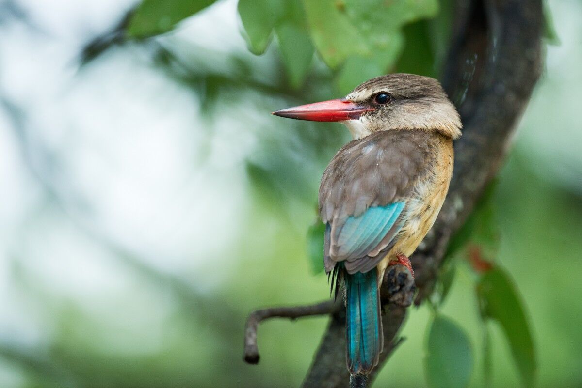 Bird species in Uganda