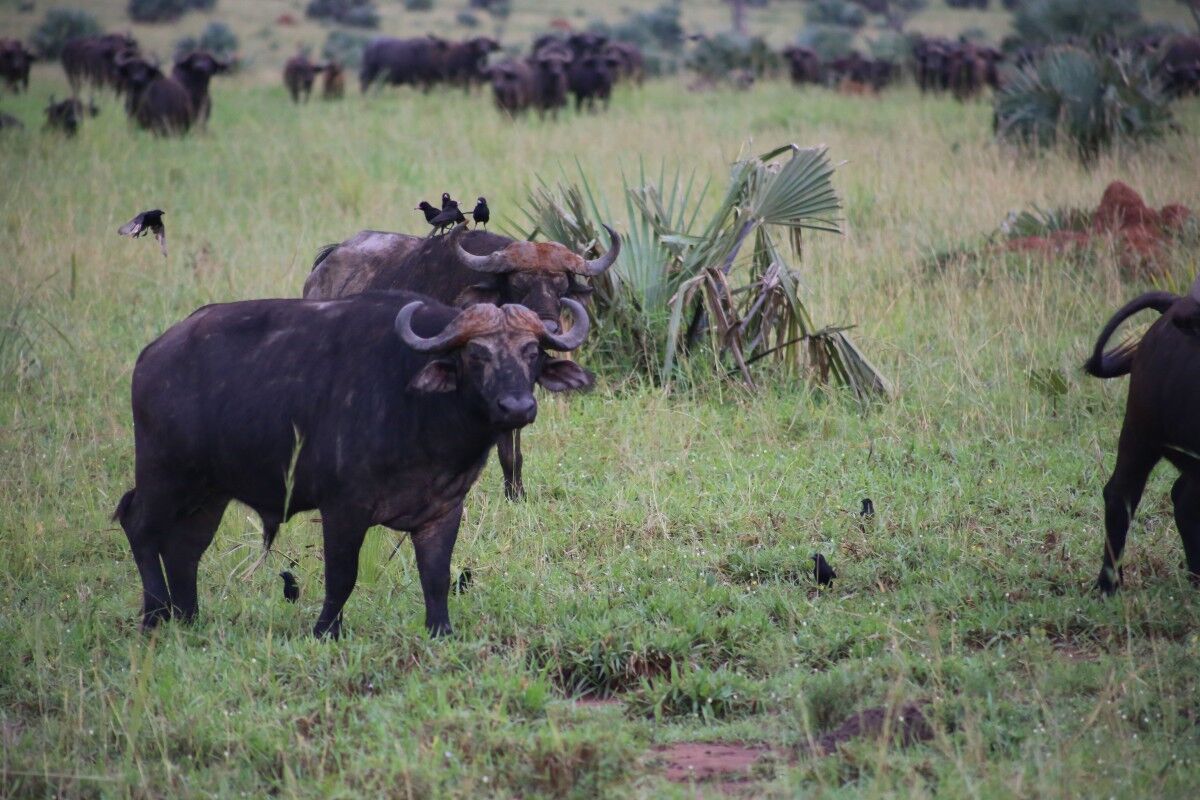 Murchison Falls National Park, wildlife encounters, Uganda adventure tours