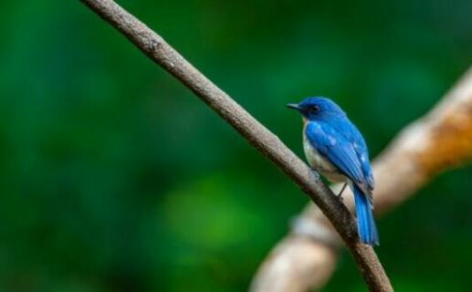 Bird species in Uganda