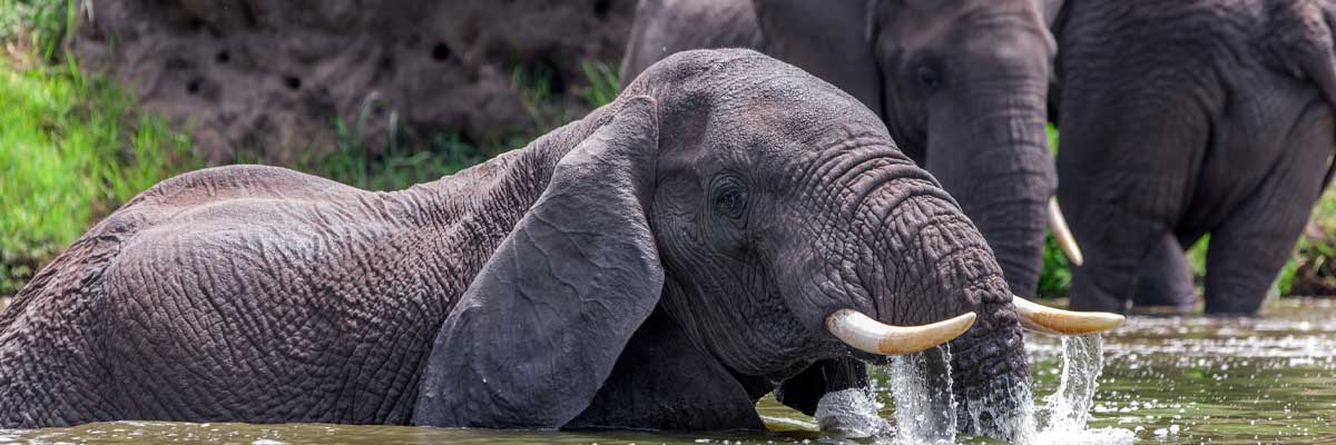 Queen Elizabeth National park