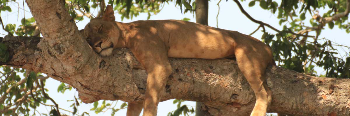 Tree climbing lions at Queen Elizabeth National park