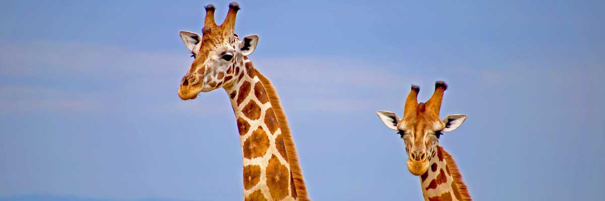 Giraffes at Muchison falls National park