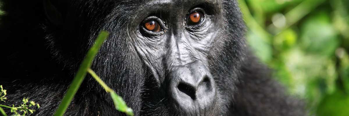 Gorilla at Bwindi Impenetrable National park