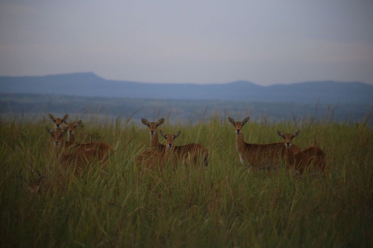 Wildlife in Africa