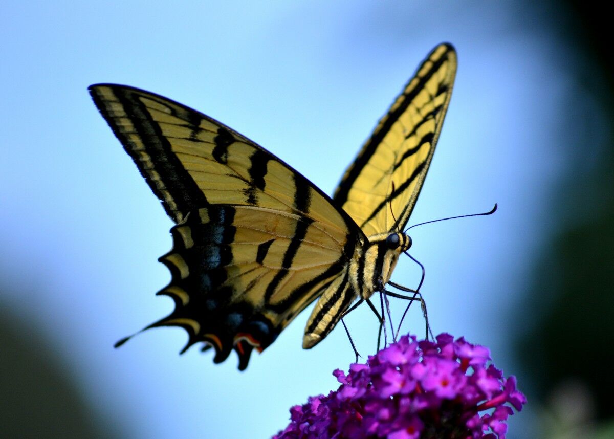 Nature at Kibale National park