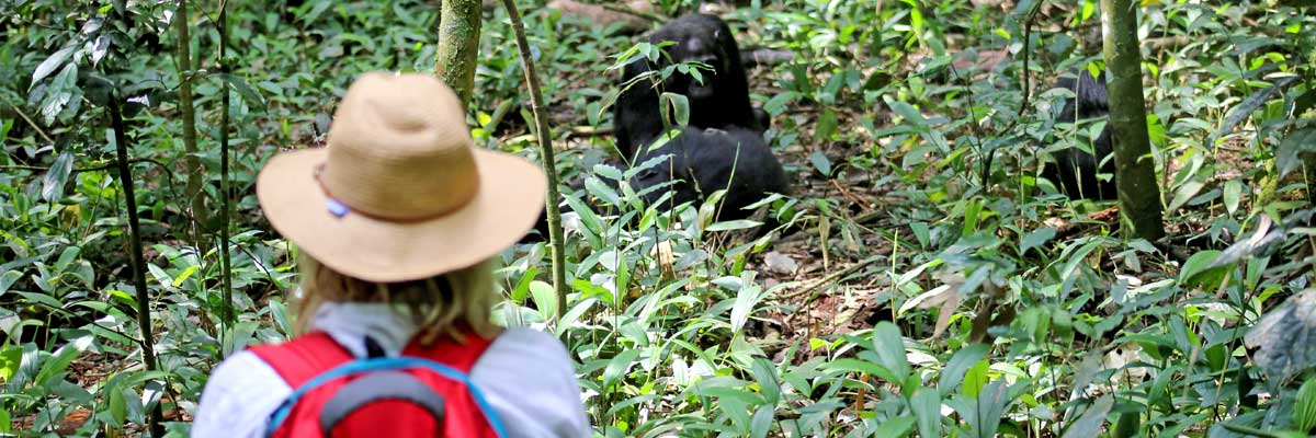 Gorilla and Chimpazee tracking