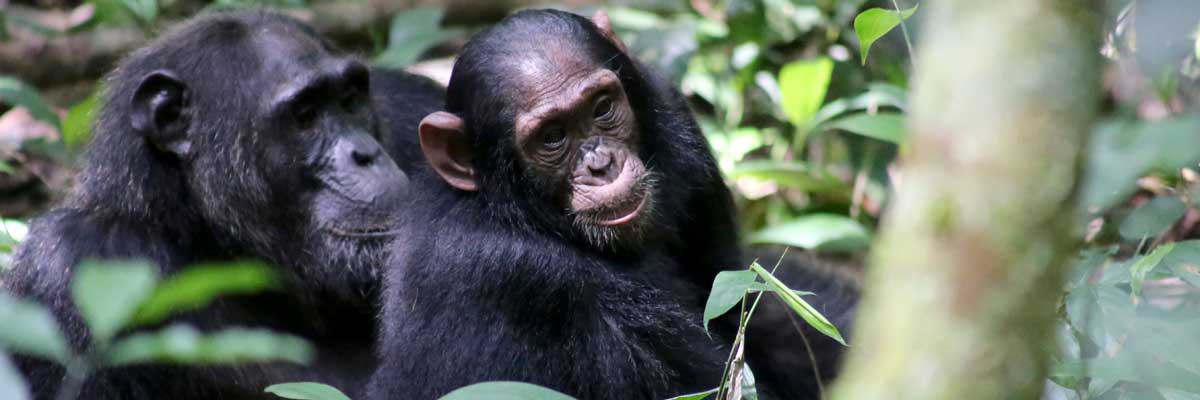 Primates at Kibale National park