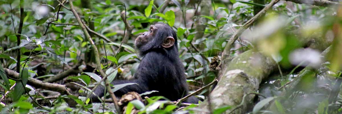 Chimpanzee tracking in Kibale Forest National park