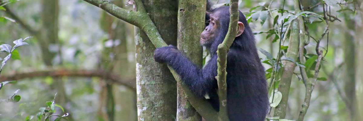 Kibale Forest National park