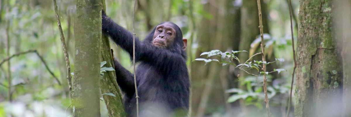 Chimpazze at Kibale National park