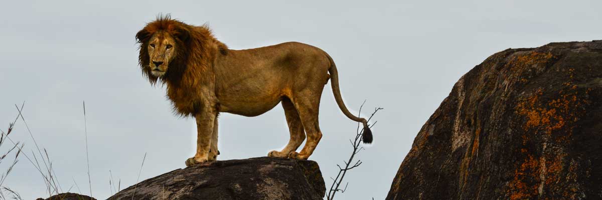 Lions at Kidepo National park