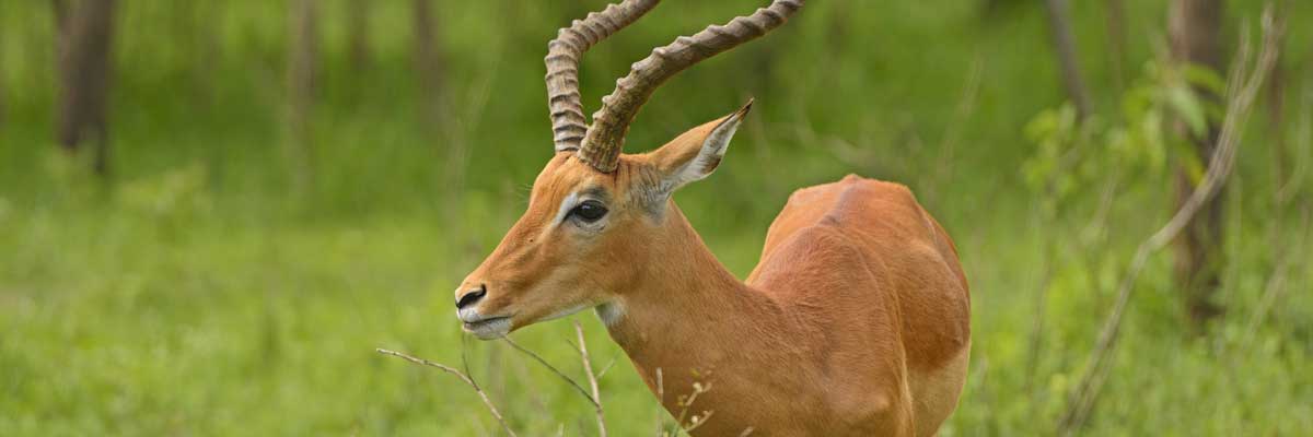 Lake Mburo National Park, game viewing