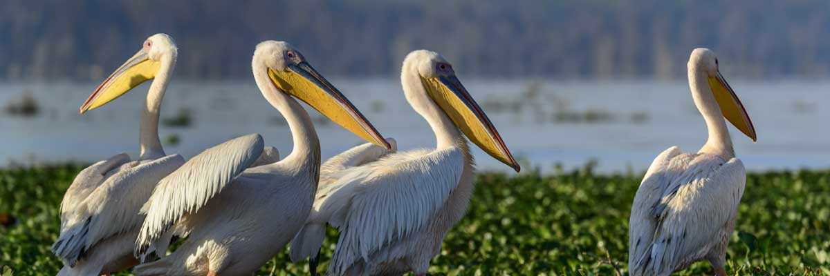 Flamingos at Lake Mburo national park