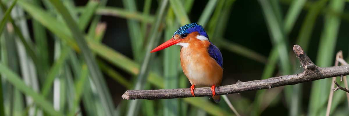 Birds at Lake Mburo National park