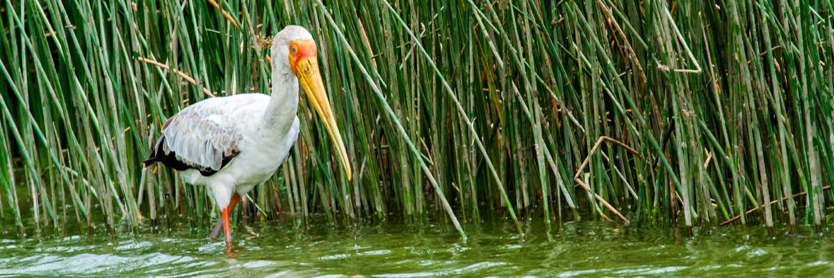 Birds at Lake Mburo national park