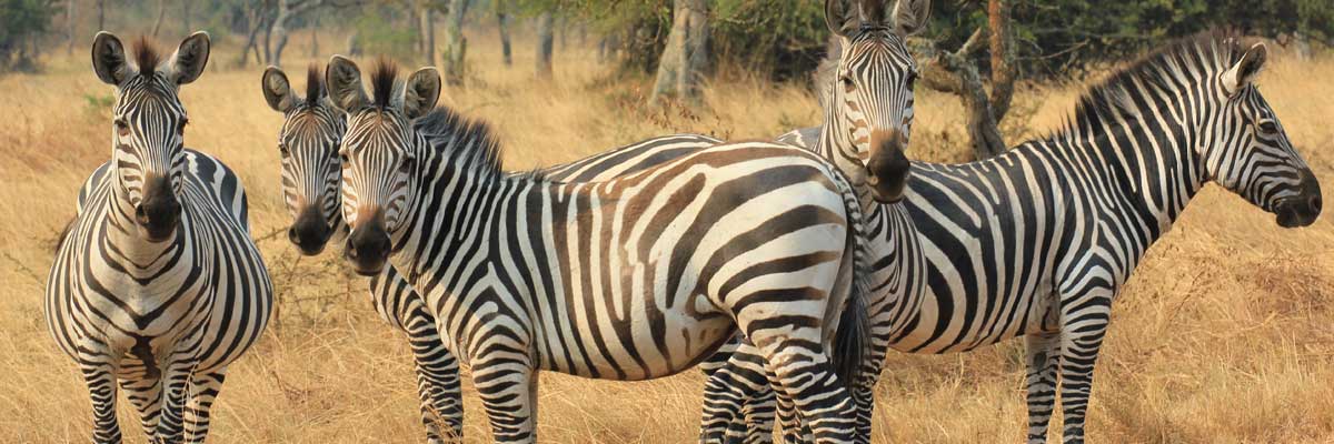 Lake Mburo National Park, game viewing