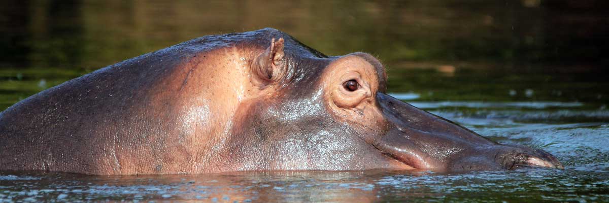 Lake Mburo National Park, game viewing