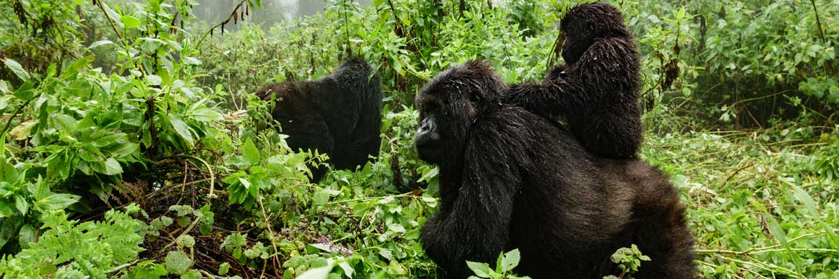 Mgahinga gorilla national park, gorilla & golden monkey destination