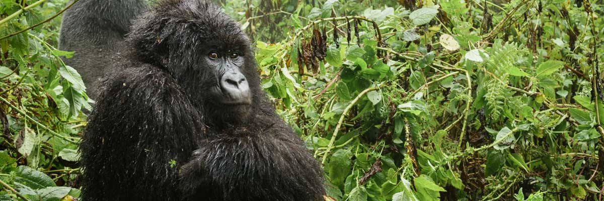 Mgahinga gorilla national park, gorilla & golden monkey destination